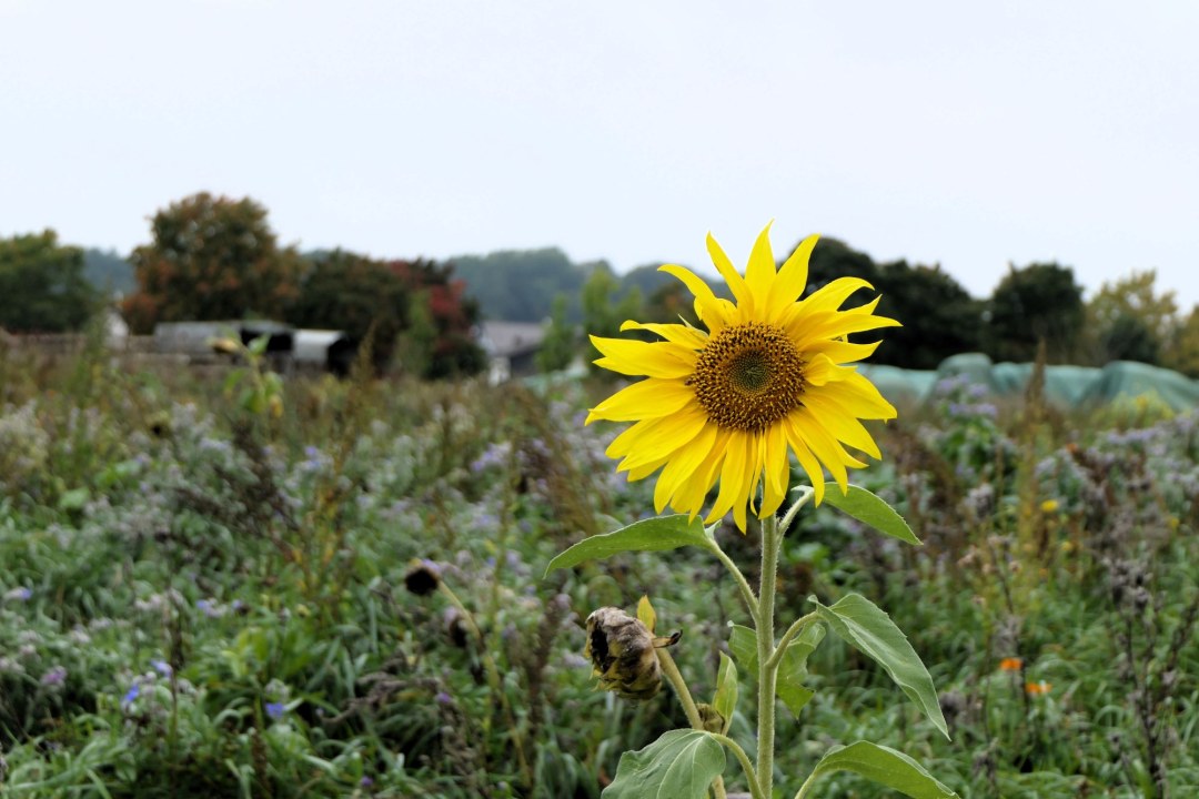 Biolandwirtschaft | © Franziska Back