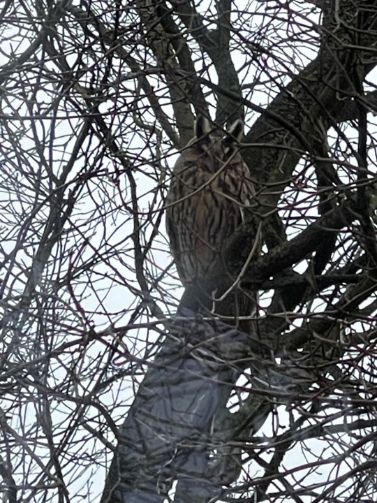 Waldohreule| © Sabine Fritsch