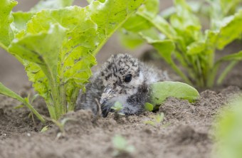 Kiebitzküken | © Ralph Sturm