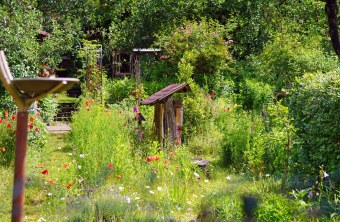 Wilder Garten | © Thomas Staab