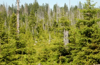 Nationalpark Bayerischer Wald | © Christian Stierstorfer