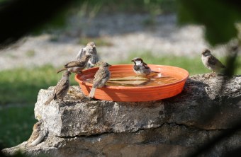Haussperlinge an Vogeltränke | © Johann Kögelmeier