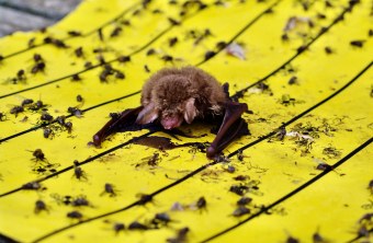 Fransenfledermaus auf Klebefalle | © Christian Söder