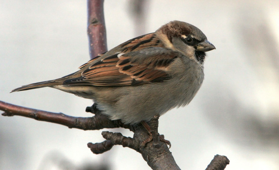 Haussperling auf Ast | © Zdenek Tunka