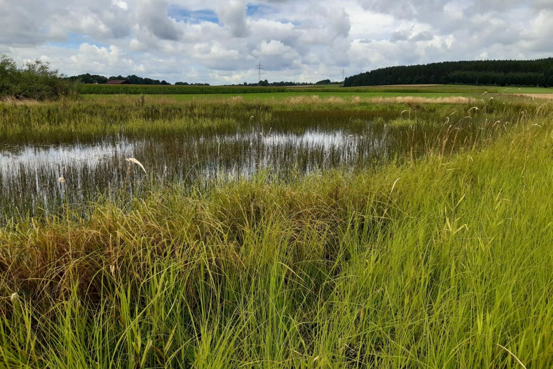 Eine Niedermoorfläche mit offener Wasserstelle, Teil des LBV-Eigentums, erstreckt sich unter einem bewölkten Himmel. | © LBV