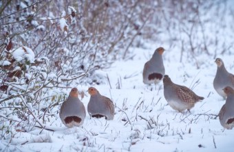 Rebhuhn-Kette | © Holger Frank