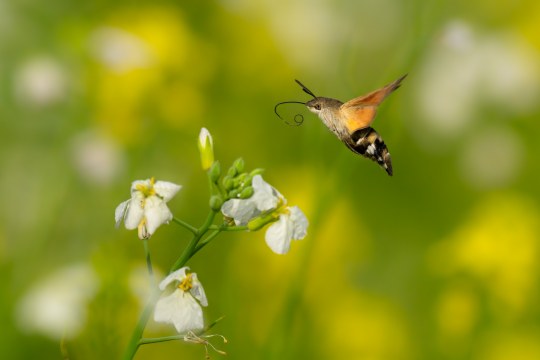 Taubenschwänzchen | © Ralph Sturm