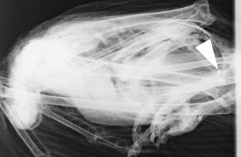 Röntgenbild Gänsegeier | © LMU München