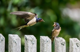 Rauchschwalben | © Fabian Fend