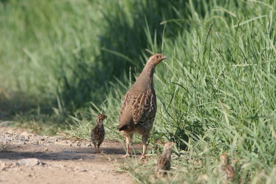 Rebhuhn mit drei Jungvögeln auf einem Weg, daneben hohes, grünes Gras | © Zdenek Tunka