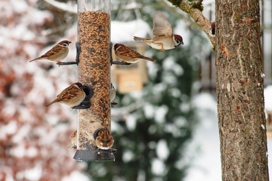 Feldsperlinge an Futtersäule | © Renate Penker
