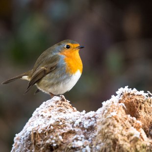 Rotkehlchen | © Bernd Ullrich