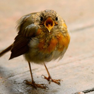 Rotkehlchen-Jungvogel schreit in die Kamera | © Marisa Segadelli