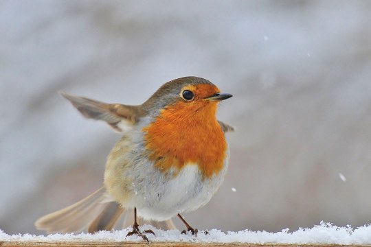 Rotkehlchen im Schnee | © Rolf Blesch