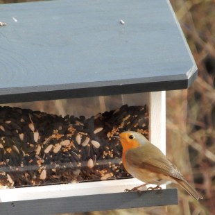 Rotkehlchen am Futterhäuschen des AWO-Pflegeheims Wendelstein | © AWO-Pflegeheim Wendelstein
