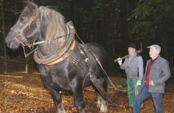 Hengst "Bubi" mit Besitzer Alfons Stiegelbauer | © lbv