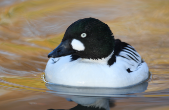 Schellenten-Männchen schwimmt auf dem Wasser und guckt direkt in die Kamera | © Frank Derer
