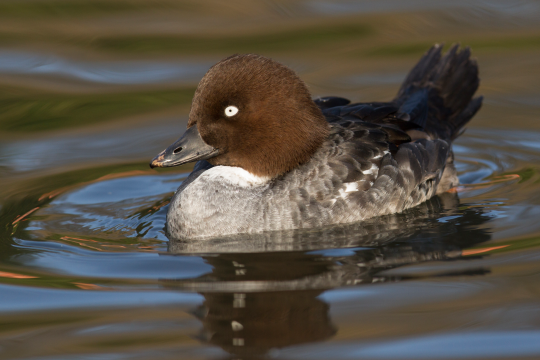 Schellenten-Weibchen schwimmt auf dem Wasser | © Rosl Rößner