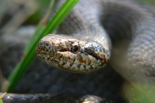 Schlingnatter | © H. Zinnecker