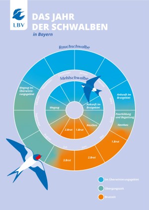 Das Schwalbenjahr auf einem Blick | © LBV/ Kimberly Wilhelms