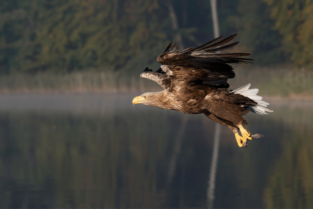 Seeadler | © Gunther Zieger