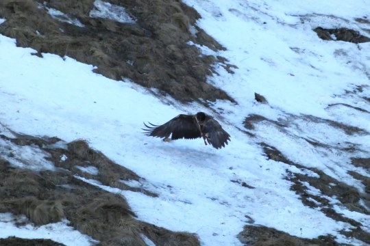 Sisi mit Knochen |© Silke Moll, LBV