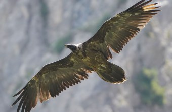 Bartgeier Sisi | © Christian Steiger