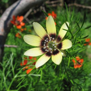 Sommeradonisröschen | ©  C. Geidel & M. Krämer