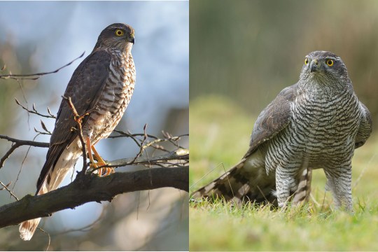 Sperber links Habicht rechts | © Herbert Henderkes / Rosl Roessner