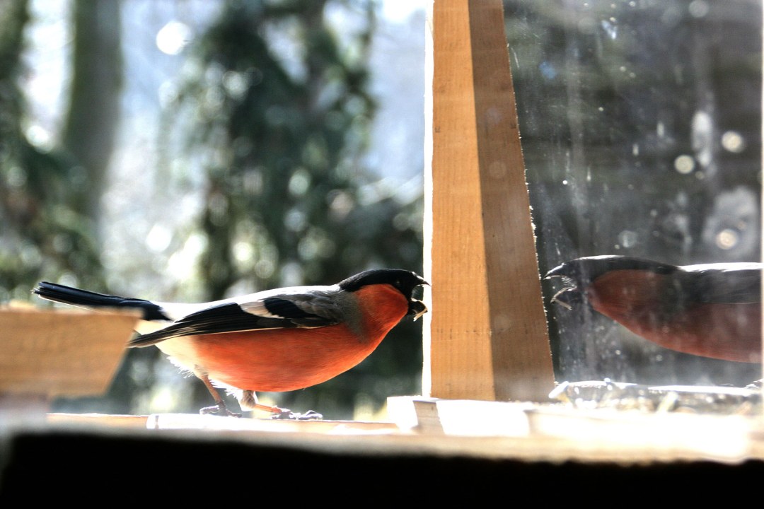 Gimpel attackiert sein Spiegelbild | © Richard Straub