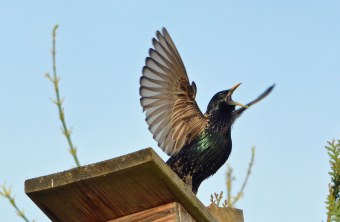 Balzender Star schreit und steht mit ausgebreiteten Flügeln auf einem Nistkasten | © Uli Waldbach