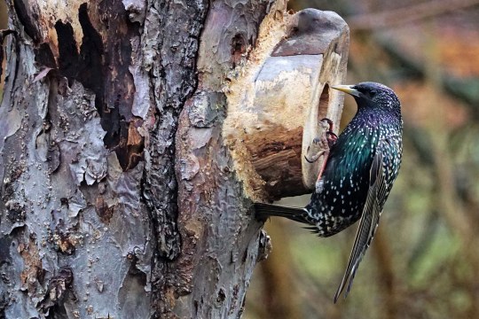 Star an einer Baumhöhle | © Kurt Metz