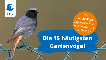 Titelbild LBV-Online-Kurs Gartenvögel