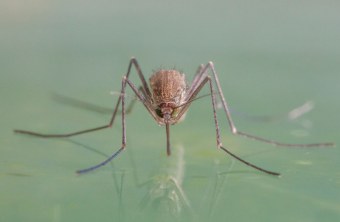 Steckmücke | © Ralph Sturm