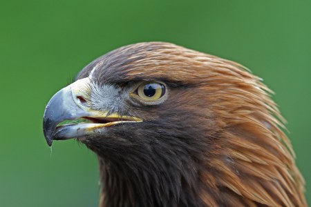Steinadler Nahaufnahme | © Dr. Christoph Moning