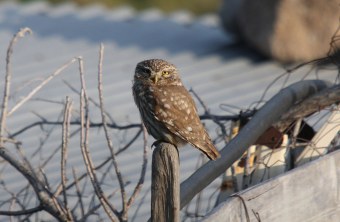 Steinkauz sitzt auf einem Holzpfahl, der zu einem Holzzaun gehört und schaut in die Kamera | © Dr. Christoph Moning