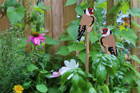 Stieglitzstecker | © Carola  Bria