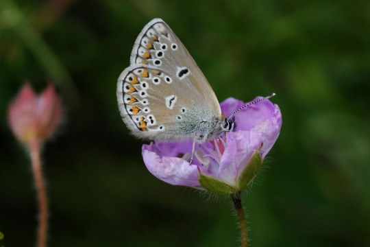 Storchschnabel-Blaeuling | © Pfeuffer Dr. Eberhard