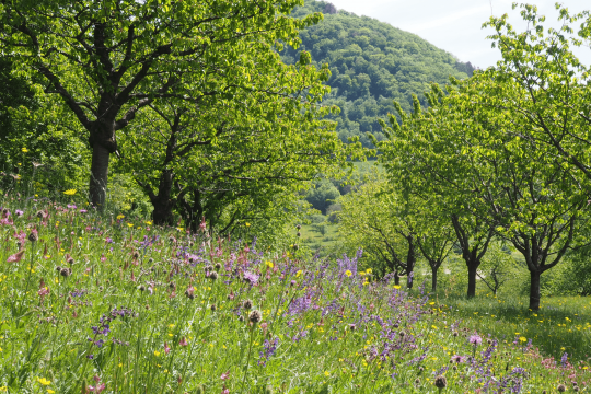 Streuobstwiese mit Salbei-Glatthaferwiese | © Franziska Wenger