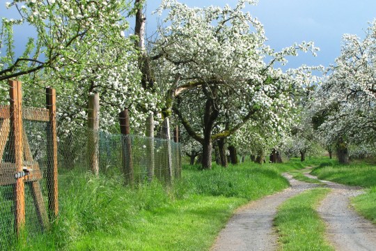Streuobstwiese von einem Zaun umgeben, rechts führt ein Weg entlang | © Thomas Staab