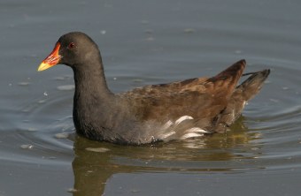 Teichhuhn schwimmt im Wasser | © Zdenek Tunka