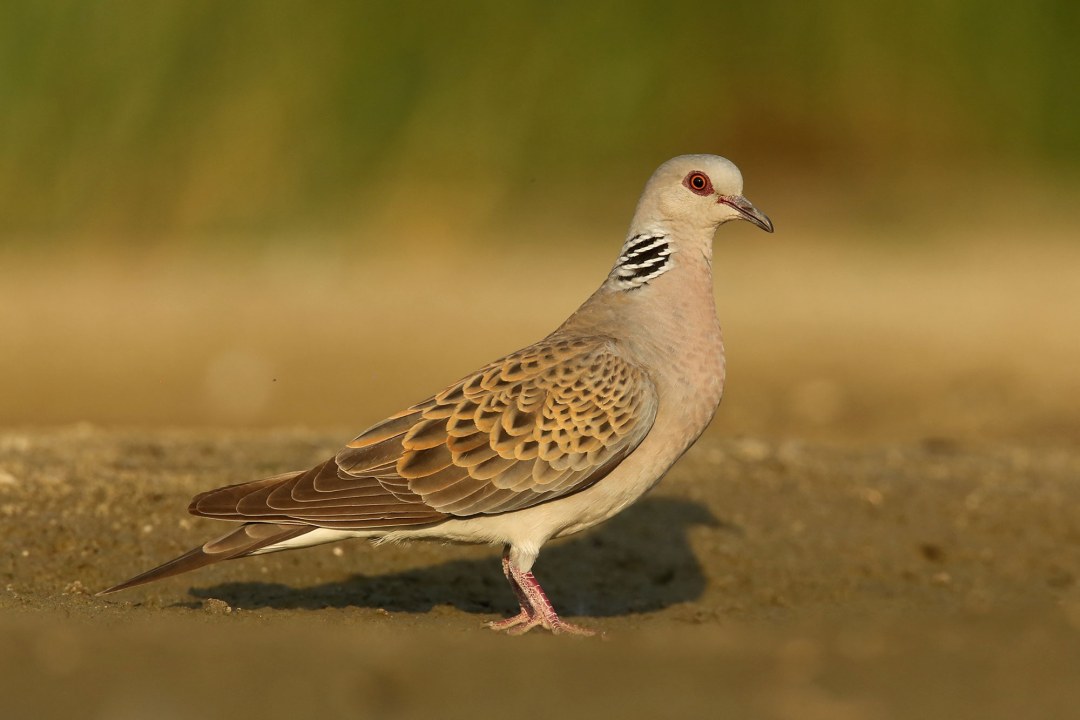 Turteltaube | © Zdenek Tunka