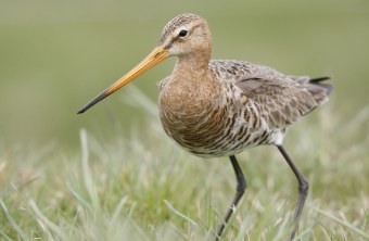 Uferschnepfe steht im kurzen Gras | © Frank Derer