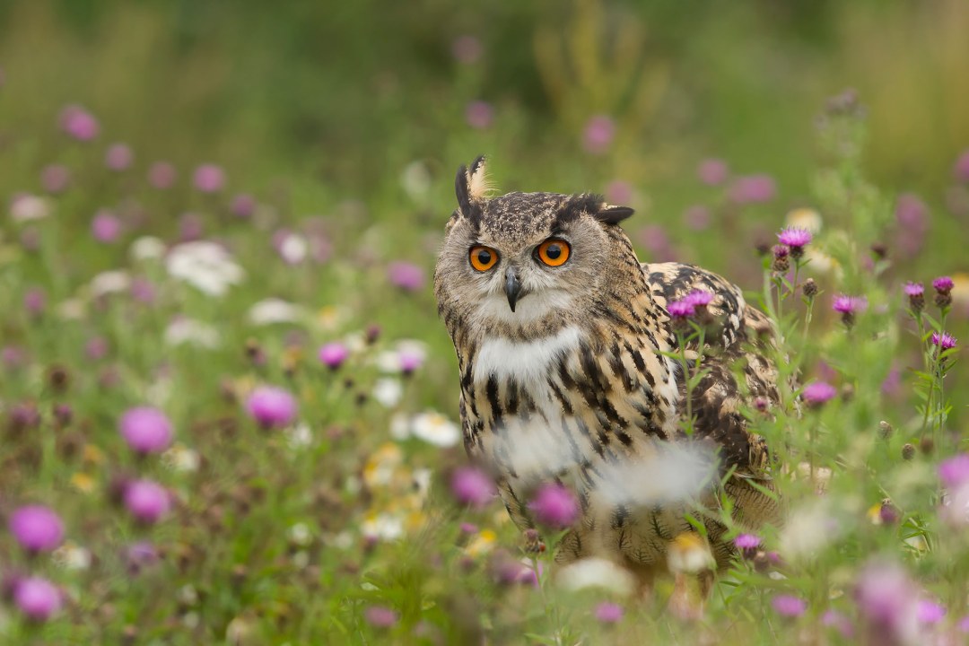 Uhu sitzt am Boden auf einer bunten Blumenwiese. Die Blumen sind lila, weiß und gelb | © Rosl Rößner