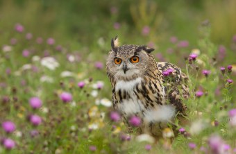 Uhu sitzt am Boden auf einer bunten Blumenwiese. Die Blumen sind lila, weiß und gelb | © Rosl Rößner