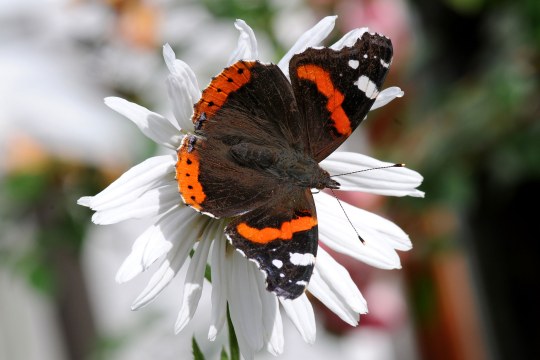 Admiral sitzt auf einer Blume | © Dr. Eberhard Pfeuffer