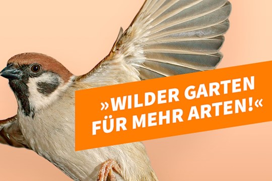 Kandidat Feldsperling