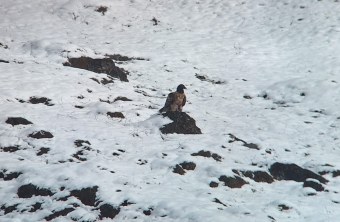 Vinzenz im März 2025 im Hochköniggebiet | © Silke Moll