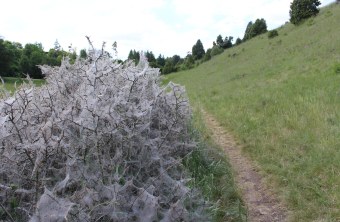 Von Gespinstmotten befallener Strauch | © Christiane Geidel