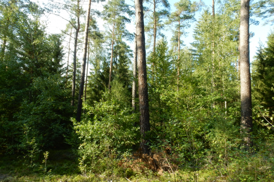 Wald Teublitz | © Christian Stierstorfer